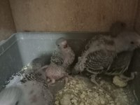5 ile 6 Yavrulu bakıcı muhabbet kuşu çiftler
