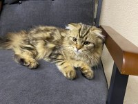 4 Aylık Safkan Scottish Fold Longhair
