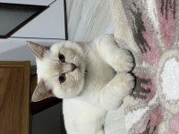 Blue Point Erkek British Shorthair