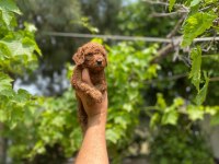 Dişi ve erkek poodle bebeklerimiz