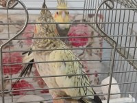 Sultan Papağanı Erkek Aşkım Diye Konuşuyor