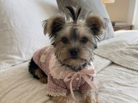 Barbie prenses yorkshire terrier