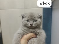 Scottish fold 55 günlük kediler