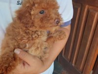 Baby Yavrular Yeni Yuvalarını Bekliyor Toy Poodle