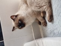 Safkan full şecereli ragdoll