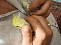 Sultan papağanı 1 aylık