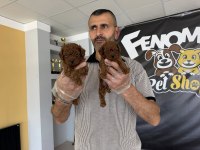MALTESE YAVRULAR MALTİPO VE TOY POODLE YAVRULAR ANK