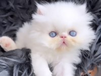 İran Persian