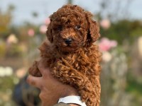 baba 1.4 kore (dark red) anne 2 kg toy poodle red brown