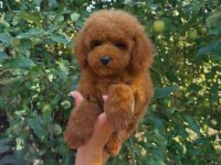 Toypoodle Yavrularımız 