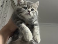 Güzeller GÜZELİMİZ Kedimiz