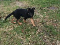 4 aylık safkan erkek alman çoban köpeği
