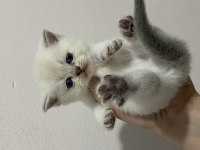 scottish fold & scottish straight bebekler