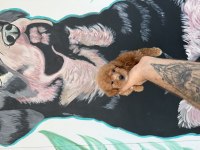 A kalite mini boy Maltipoo