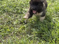 Safkan amerikan akita yavrular