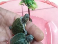 Su Kaplumbağası Bebek Kırmızı Yanak Singapur