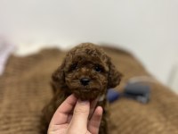 Bebek Surat Toy Poodle