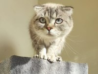 british shorthair silver