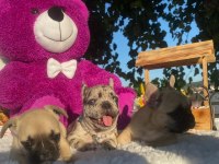Merle french bulldog bebeklerimiz