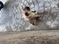 3 yaşında pug uysal eğitimli aşıları tam