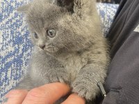 British Shorthair Blue Bebek