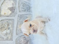 Ev Ortamında Bakılan Renkli Gözlü French Bulldog Yavrularım