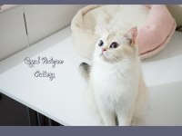 3 aylık BY33 british shorthair dişi