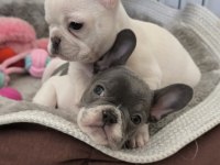 EN NADİRLERİNDEN AŞILI PED EĞİTİMLİ PRENSES KÖPEKLER
