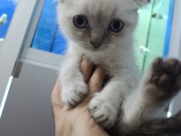 55 günlük iki erkek bir dişi scottish fold yavrular