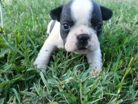 Orijinal Erkek French Bulldog Yavrular