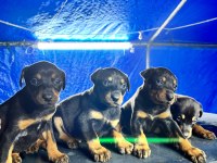 DOBERMAN YAVRULAR GELECEĞİN DEV ADAYLARİ