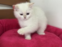 Aşılı karneli british shorthair ve longhair yavrular