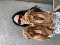 Toy Poodle Ped Eğitimli Ev Üretimi Bebekler