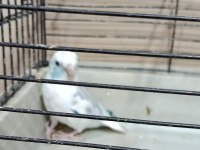 Pied Erkek Forpus Cep Papağanı