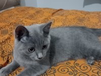 Yavrumuz sahiplendirilecektir scottish fold