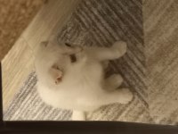 Yuvasını arayan minik bebek scottish fold