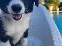 Zeka Küpü Çok Özel Border Collie Yavruları