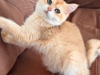British shorthair kedimiz