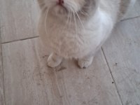 Sevecen ve Oyuncu British Shorthair Yuvasını Arıyor