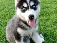 Efsane mavi gözlü husky yavrular