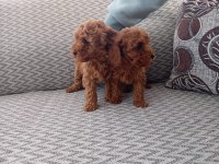 Poodle Yavruları