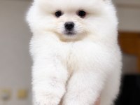 KARTOPU GİBİ POMERANİAN BOO