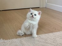 Safkan British Shorthair Yavrular