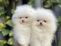 Mersin Pomeranian Boo