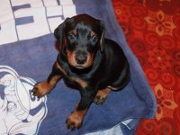 Doberman yavrular