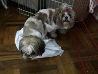 Sağlıklı Mükemmel Shih Tzu Yavrularımız