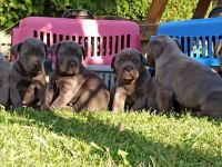 İSTANBULDA 45 GÜNLÜK SAFKAN BLUE CANE CORSO
