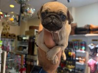 Irk Ve Sağlık Garantili Pug Yavrularımız (Mersin)