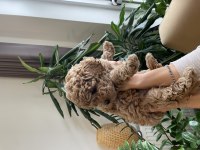 3 adet asıl safkan toy poodle