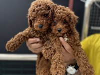 Ankarada  ziyarete açık kore toy poodle yavrularımız